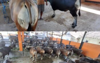 Jelang Idul Adha 2026, UD Amelia Banyuwangi Kebanjiran Permintaan Sapi Kurban Berkualitas Super