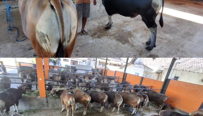 Jelang Idul Adha 2026, UD Amelia Banyuwangi Kebanjiran Permintaan Sapi Kurban Berkualitas Super