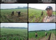 Polsek Muara Padang Lakukan Pengecekan Tanaman Jagung Kuartal II, Dukung Swasembada Pangan di Banyuasin