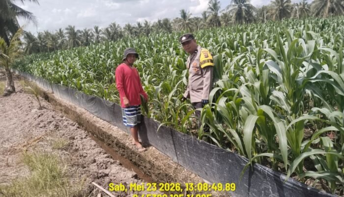 Bhabinkamtibmas Polsek Muara Padang Cek Tanaman Jagung Kuartal II di Desa Ganesha Mukti